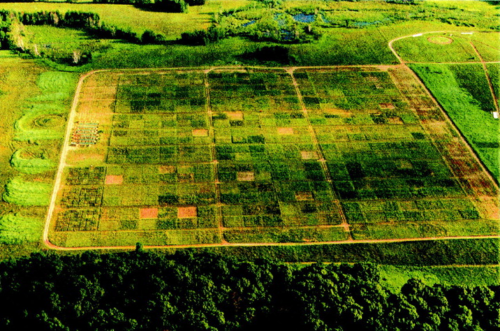 Cedar Creek Biodiversity Experiment
