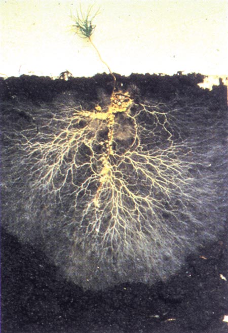 mycorrhizalfungi